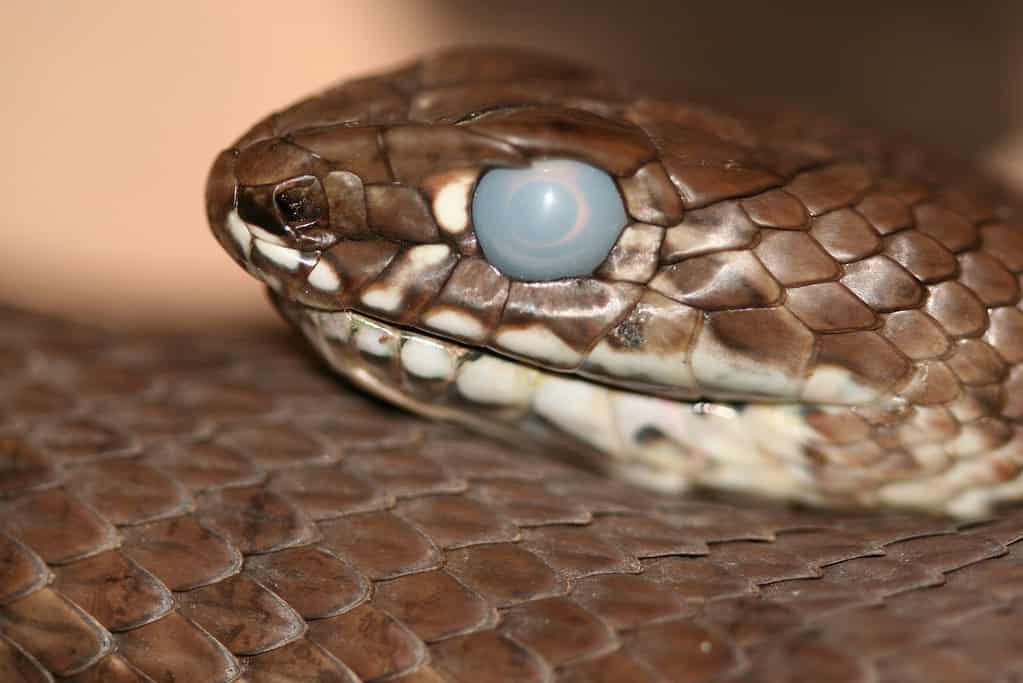 serpente con l'occhio torbido sul punto di cambiare pelle