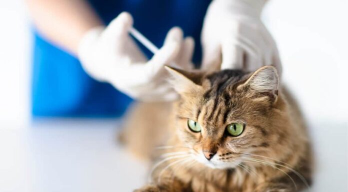 Gatto che fa il vaccino