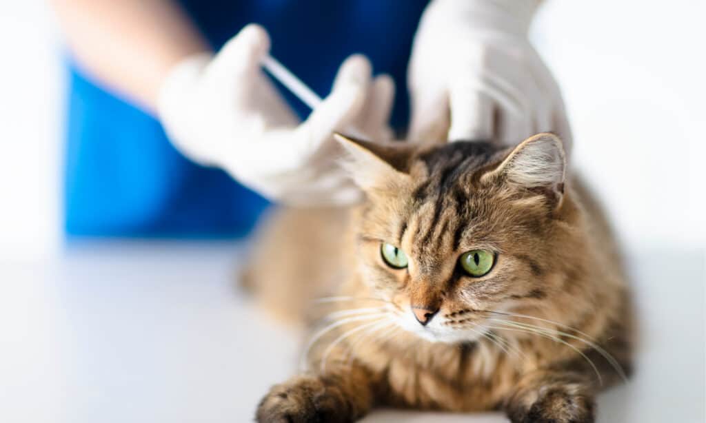 Gatto che fa il vaccino