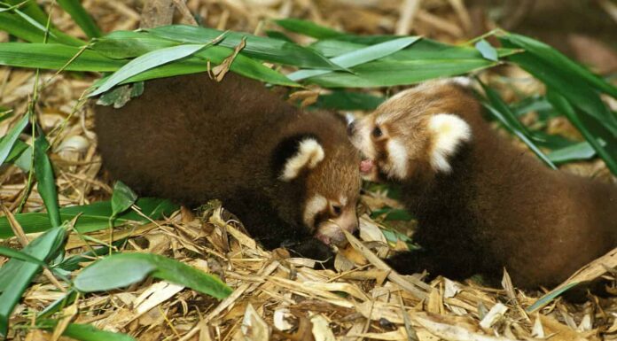Panda rosso, ailurus fulgens, giovani in piedi su foglie di bambù 