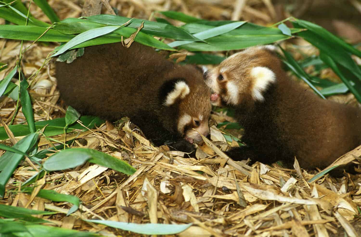 Panda rosso, ailurus fulgens, giovani in piedi su foglie di bambù 