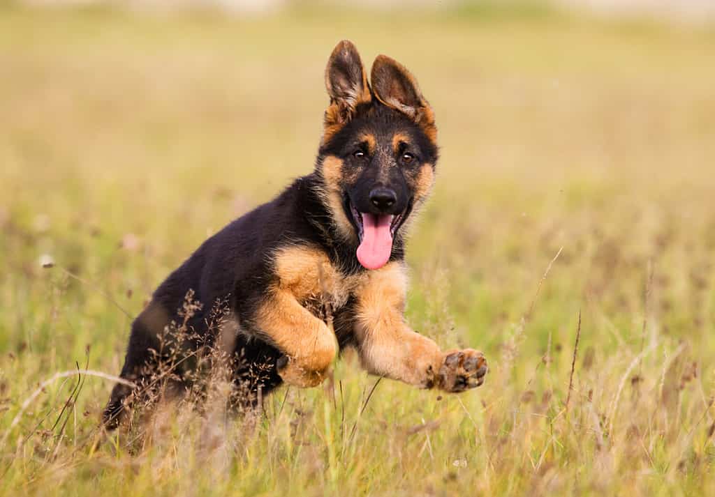 Il cucciolo di pastore tedesco corre sull'erba