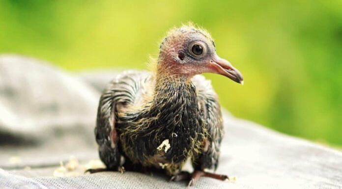 Un piccione, il nome del cucciolo di piccione