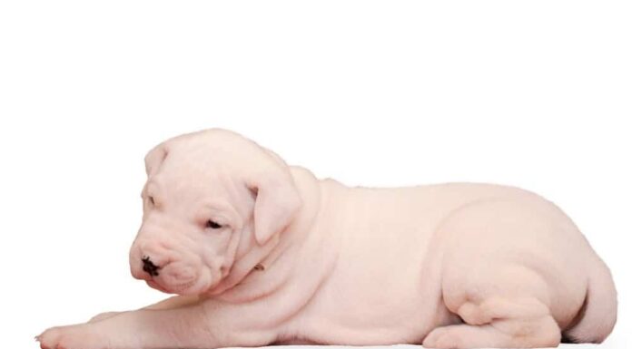 Cucciolo di Dogo Argentino