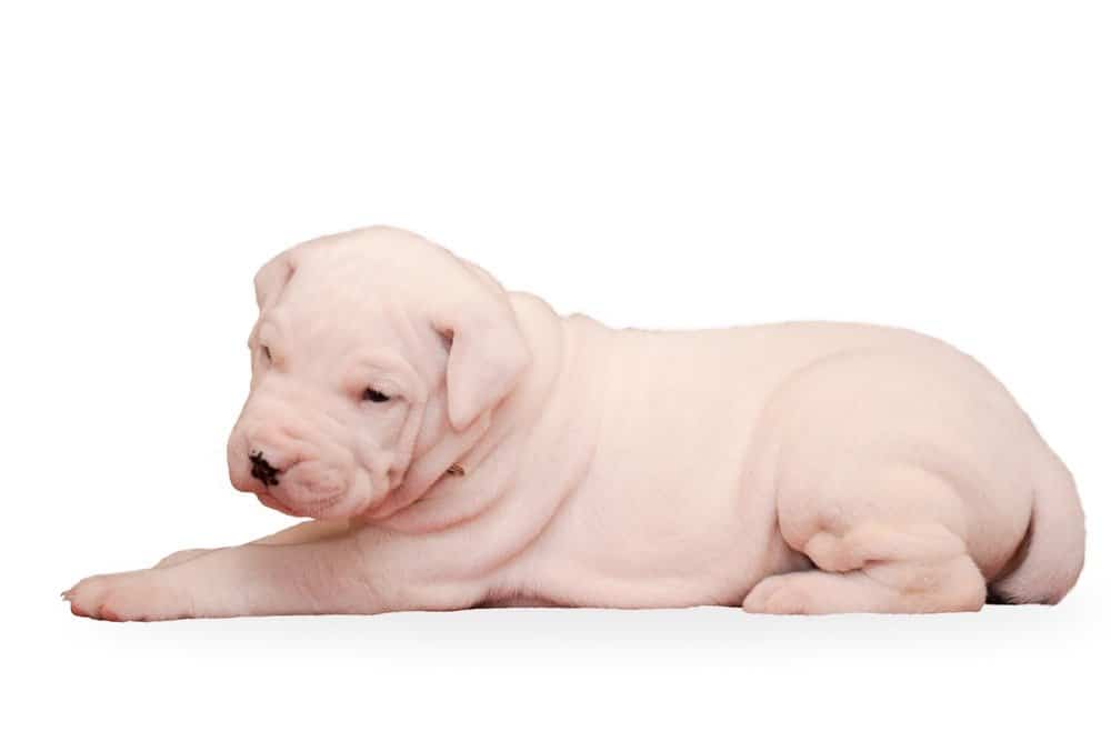 Cucciolo di Dogo Argentino