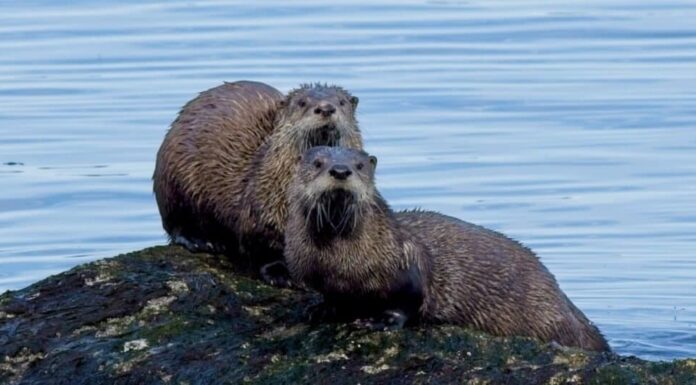 Gli animali più romantici