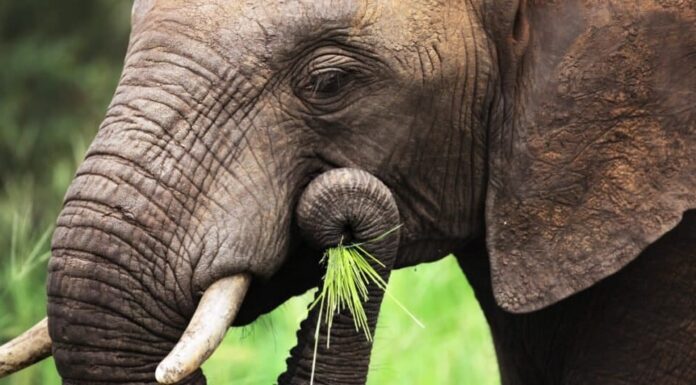 primo piano dell'elefante che mangia