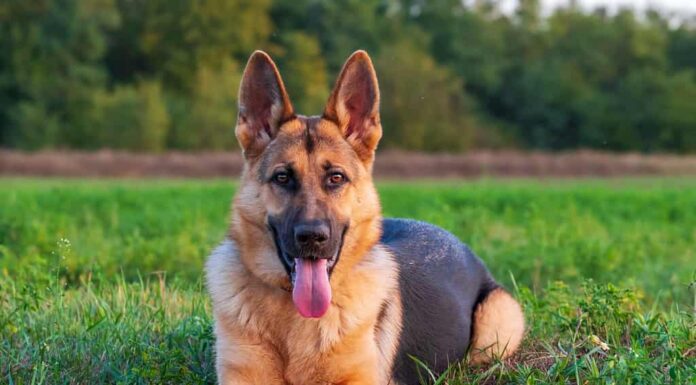 Bellissimo cane da pastore tedesco, intelligente e facile da addestrare ai margini della foresta in Ungheria