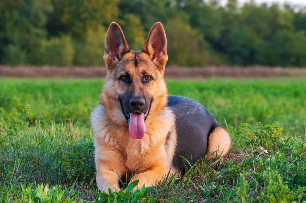 Bellissimo cane da pastore tedesco, intelligente e facile da addestrare ai margini della foresta in Ungheria