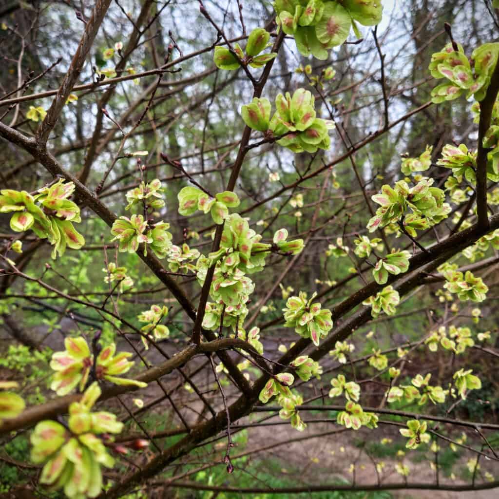 Rami di albero di olmo siberiano (Ulmus pumila) in primavera
