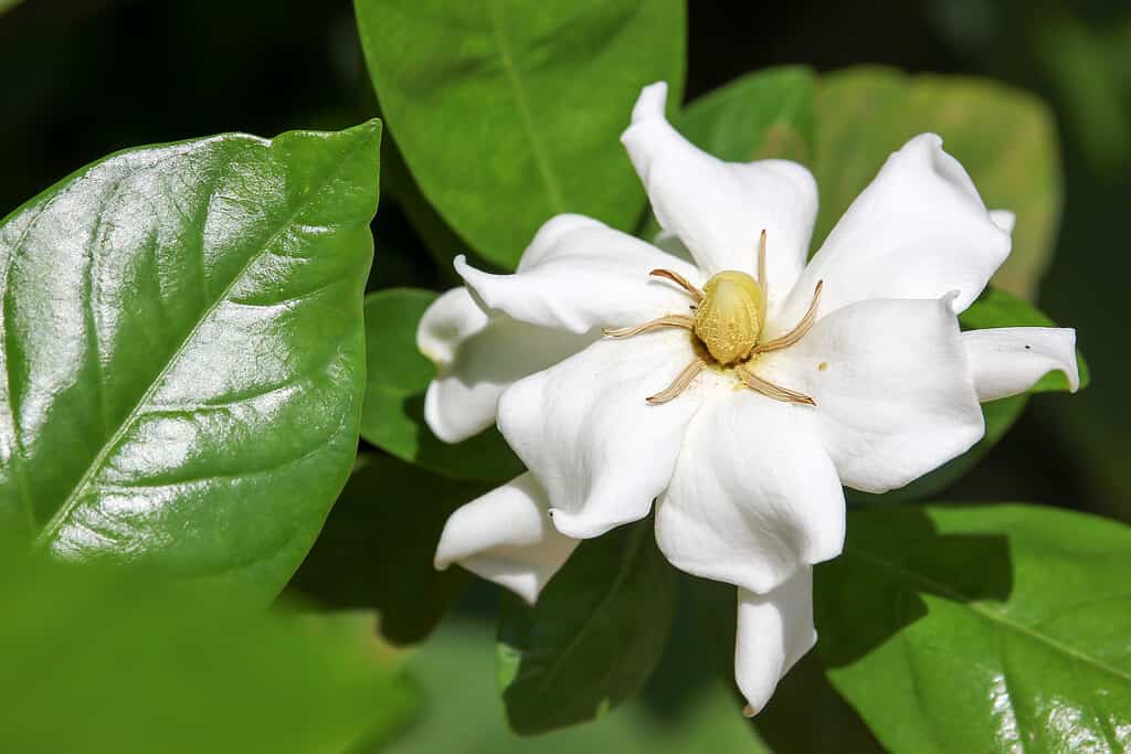 Fiore di Gardenia jasminoides