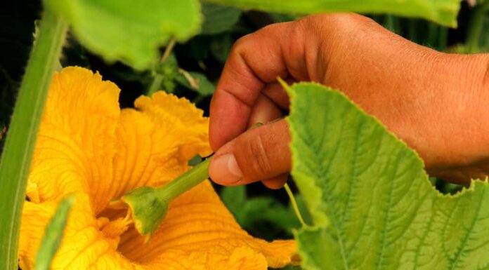 Il fiore della pianta di zucchina viene impollinato manualmente dagli stami del fiore maschio.  Lavori in giardino nell'impollinazione primaverile delle piante.