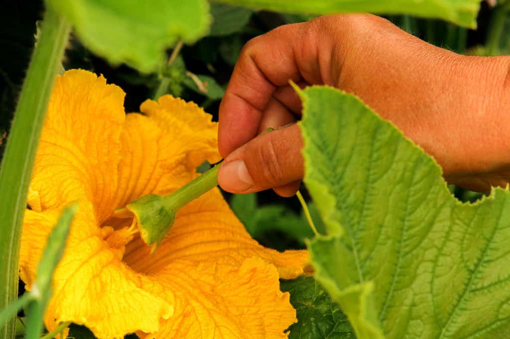 Il fiore della pianta di zucchina viene impollinato manualmente dagli stami del fiore maschio.  Lavori in giardino nell'impollinazione primaverile delle piante.