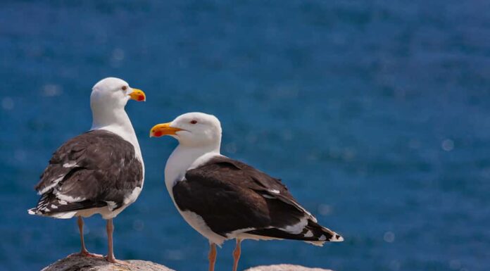 Grandi gabbiani col dorso nero (Larus marinus) in piedi sulle rocce che si affacciano sul mare blu dell'Oceano Atlantico settentrionale.  Due gabbiani più grandi degli uccelli marini sulla costa irlandese, Isole Saltee, Irlanda, Europa