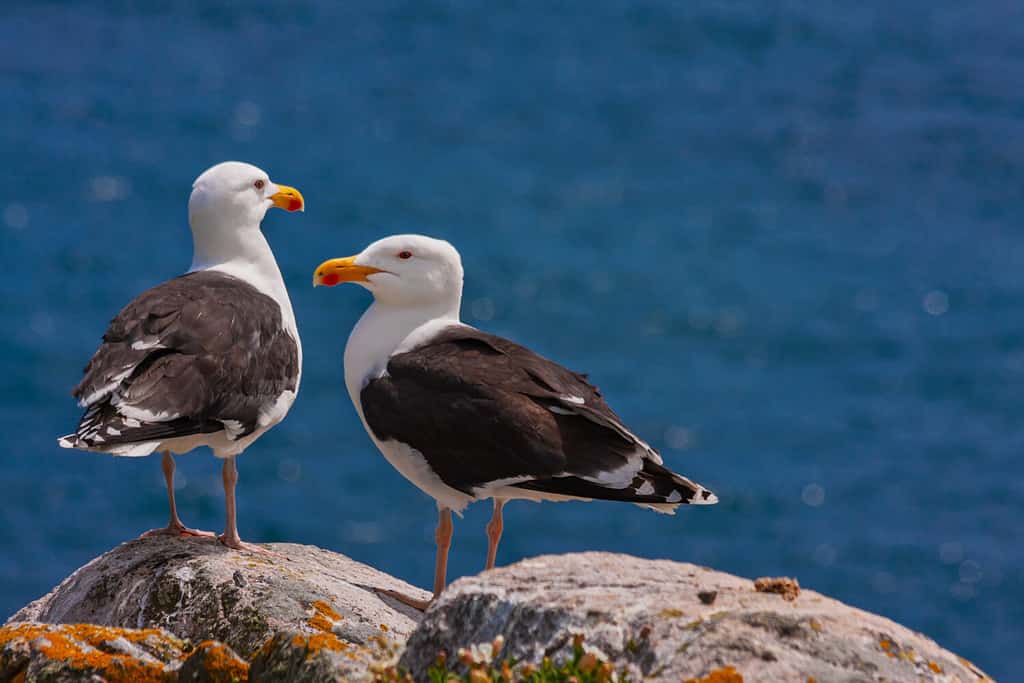 Grandi gabbiani col dorso nero (Larus marinus) in piedi sulle rocce che si affacciano sul mare blu dell'Oceano Atlantico settentrionale.  Due gabbiani più grandi degli uccelli marini sulla costa irlandese, Isole Saltee, Irlanda, Europa