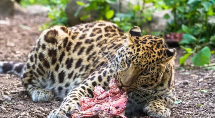 Leopardo dell'Amur che mangia carne e guarda dritto in avanti