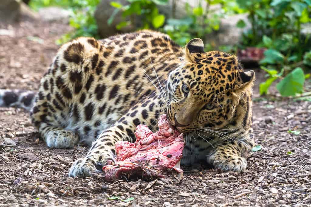 Leopardo dell'Amur che mangia carne e guarda dritto in avanti