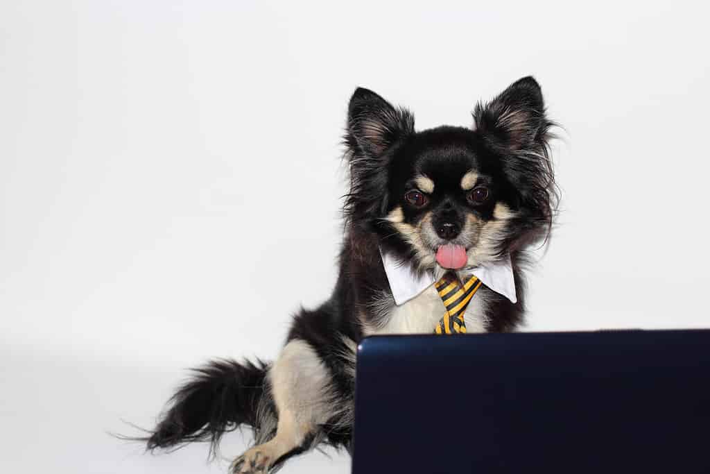 un cane chihuahua in giacca e cravatta davanti al computer tirò fuori la lingua