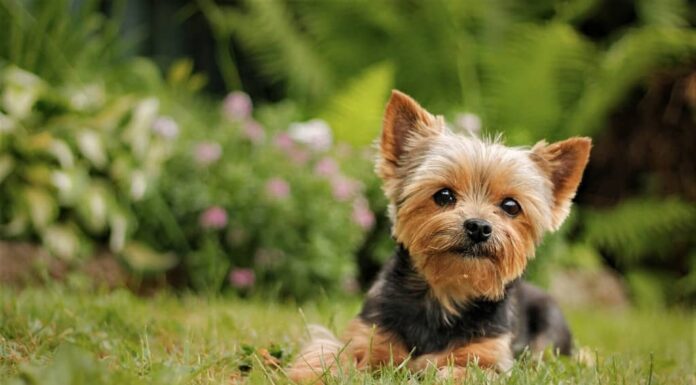 Cucciolo di Yorkshire Terrier seduto sull'erba del parco