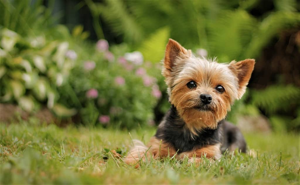 Cucciolo di Yorkshire Terrier seduto sull'erba del parco