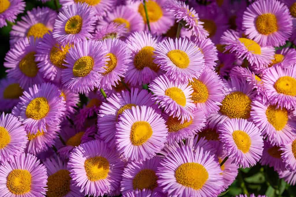 Sfondo con astri rosa.  Margherite rosa.  Aster alpinus, perenne.  Sfondo floreale