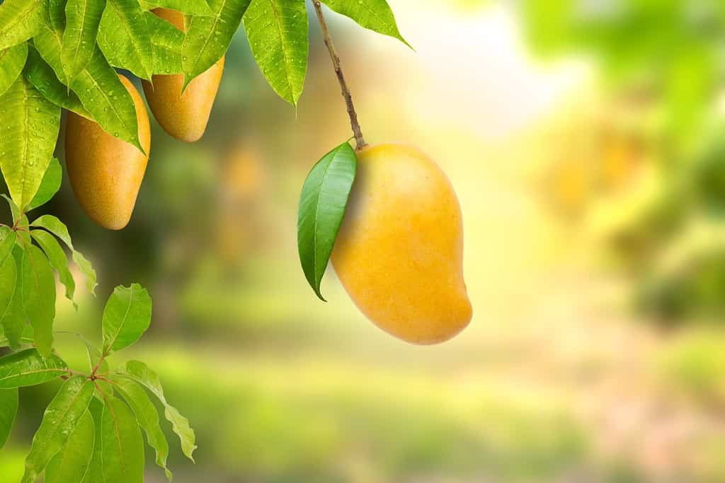 Frutto tropicale di mango giallo maturo appeso al ramo di un albero con bella fattoria e luce solare sullo sfondo.  Prodotto di mango e concetto di dessert.