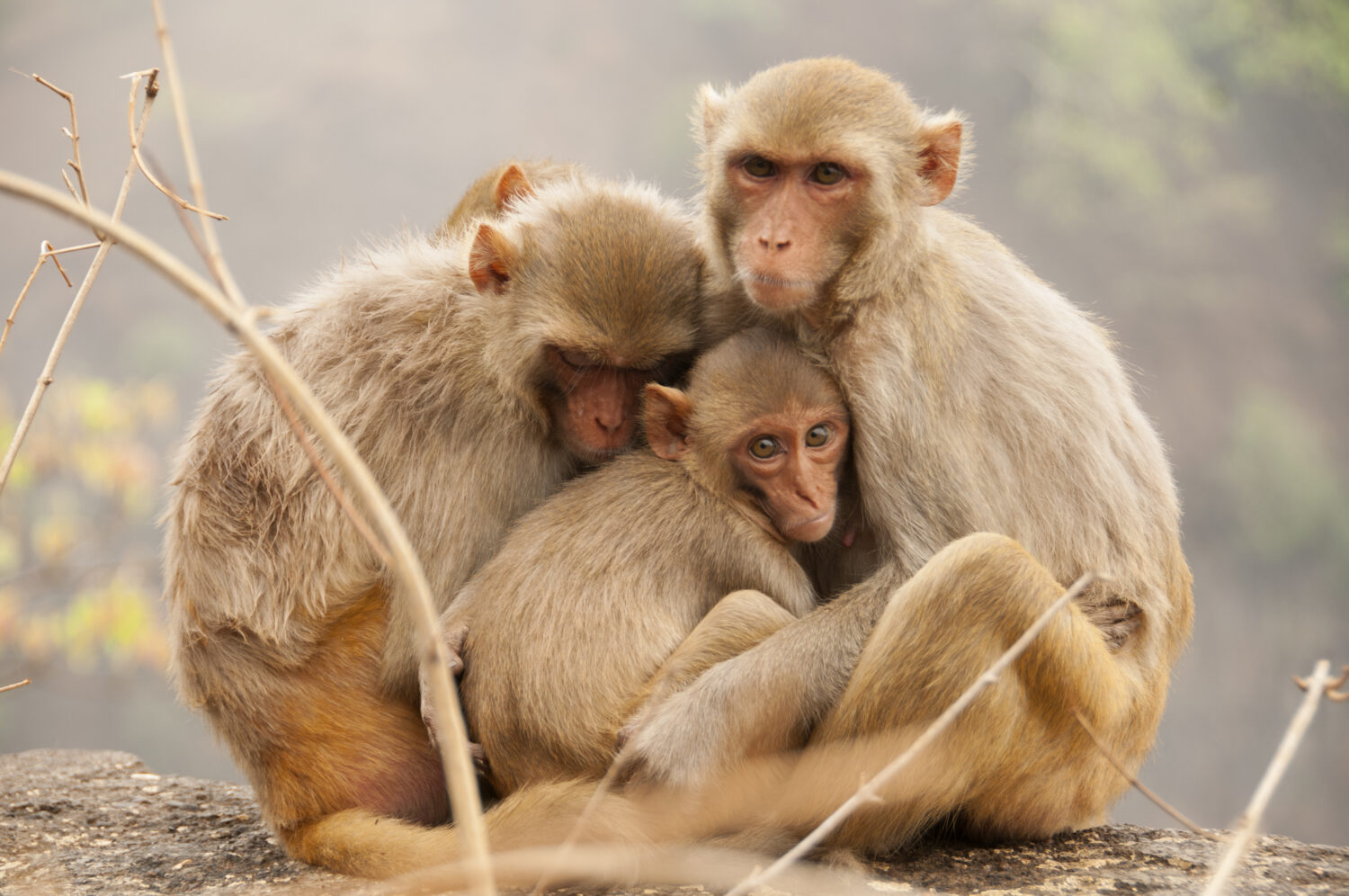 Famiglia di scimmie con bambini, che si abbracciano, macaco dalla faccia rossa, foto emozionante.