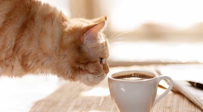 gatto rosso che annusa una tazza di caffè nero mentre sta in piedi su un tavolo con carta e penna