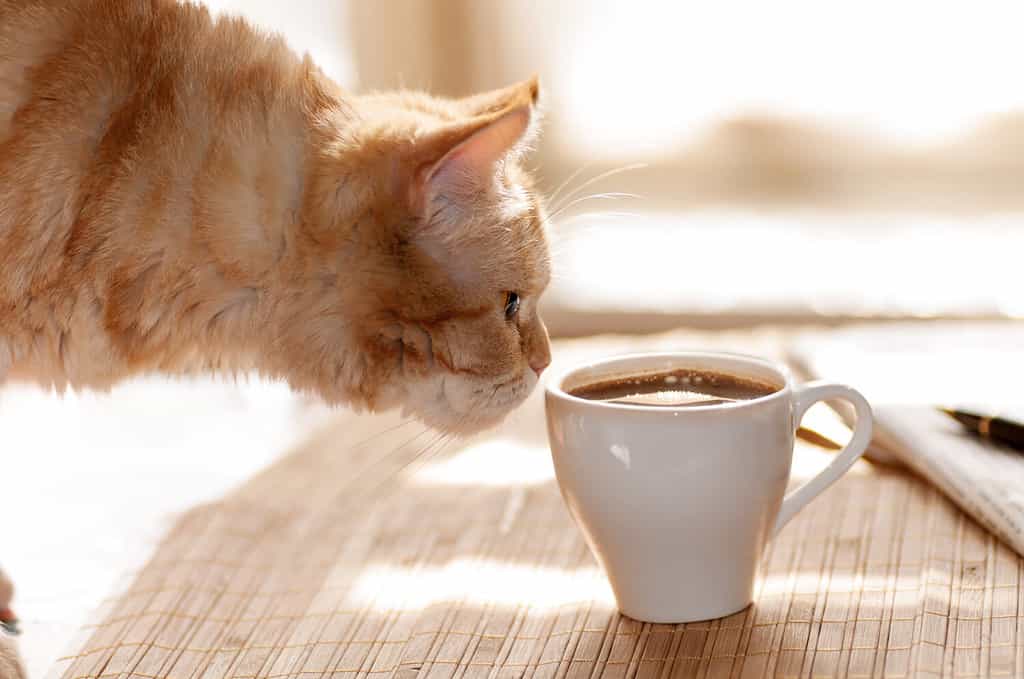 gatto rosso che annusa una tazza di caffè nero mentre sta in piedi su un tavolo con carta e penna