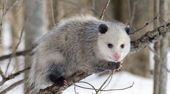Opossum nordamericano con mantello invernale.