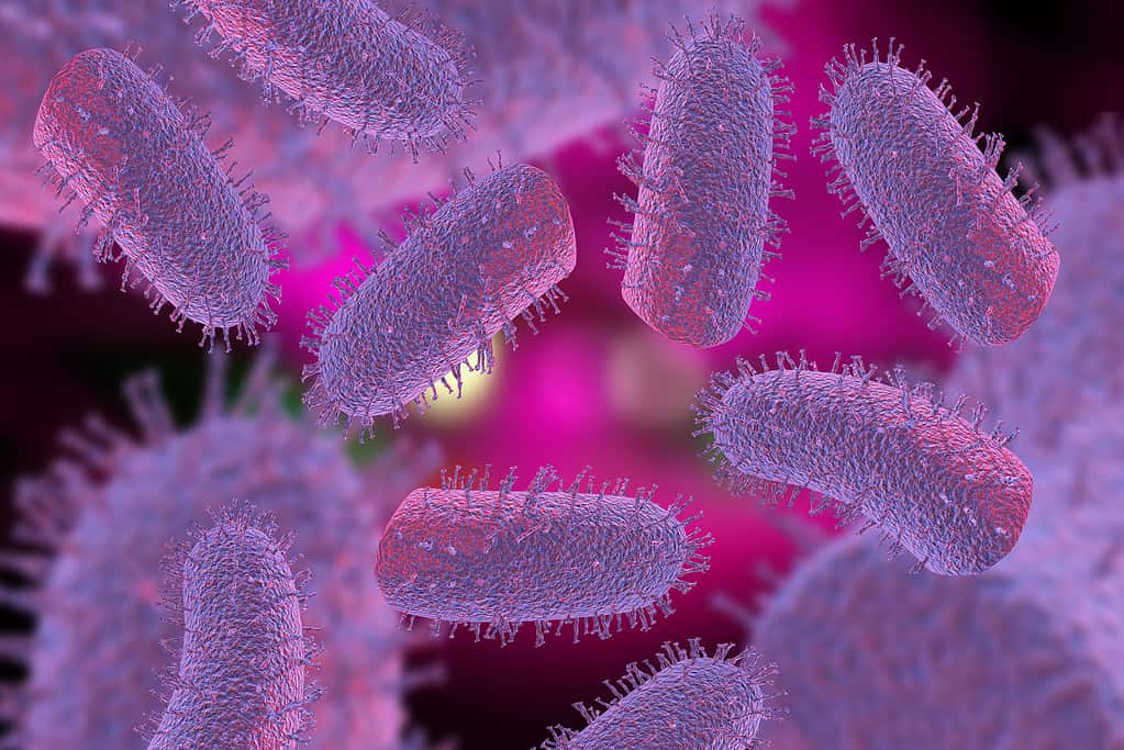 Illustrazione 3D del virus della rabbia