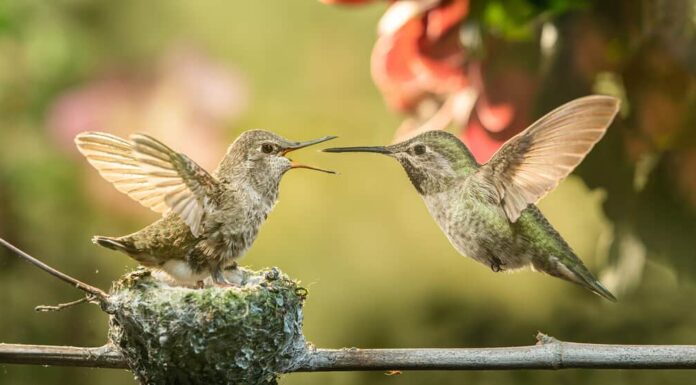 Un cucciolo di colibrì che apre la bocca per ricevere il cibo dalla madre