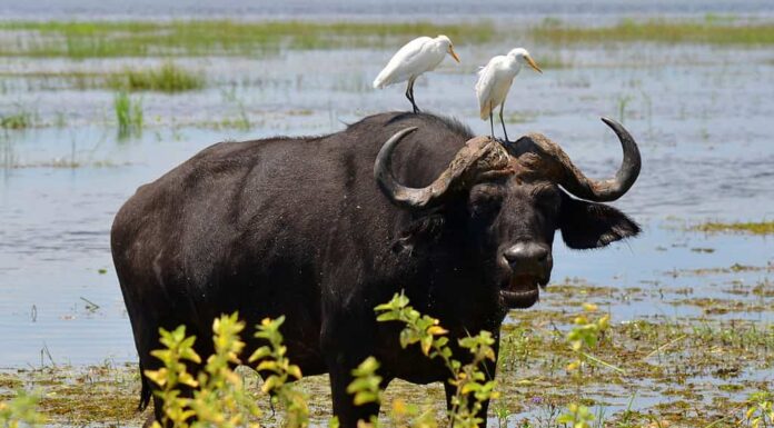 bufalo con due garzette bianche sul collo, Chobe, Botswana