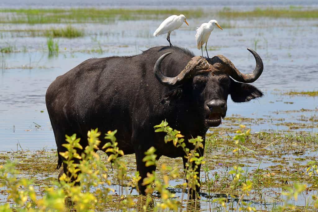 bufalo con due garzette bianche sul collo, Chobe, Botswana