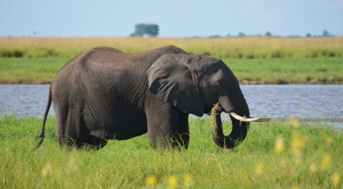 elefante africano contro elefante asiatico