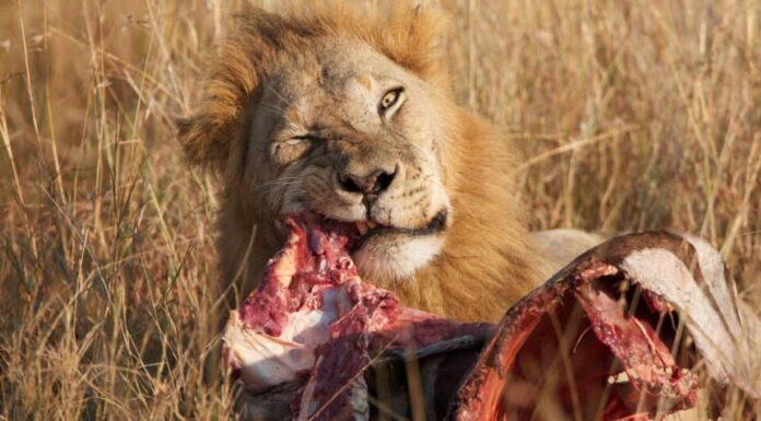 Cosa mangiano i leoni - ora di cena
