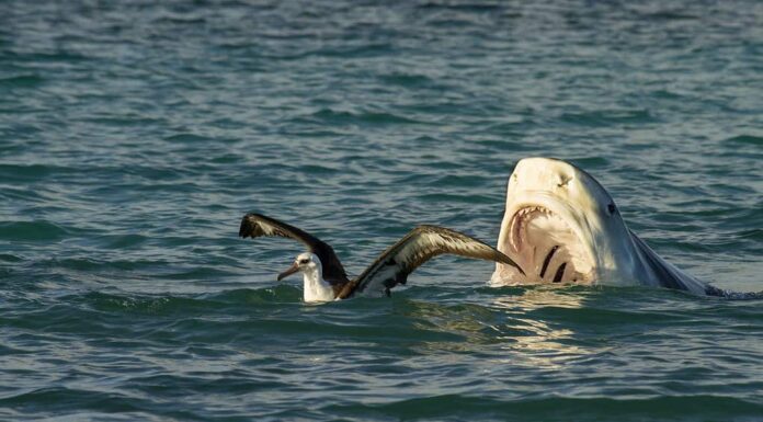 Squalo tigre / Niuhi (Galeocerdo cuvier) albatros