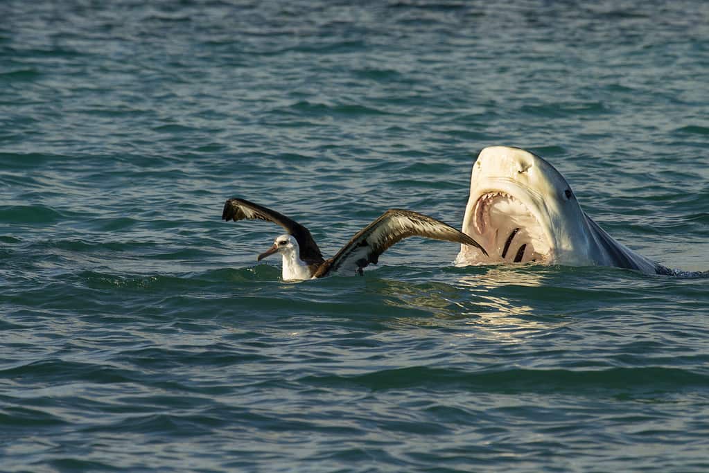 Squalo tigre / Niuhi (Galeocerdo cuvier) albatros