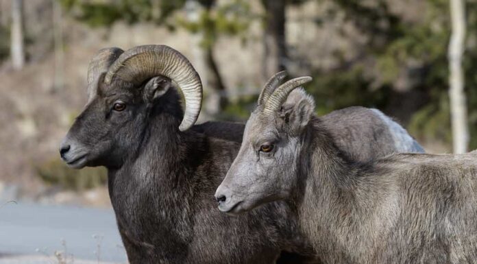 Pecora Bighorn selvaggia nelle rocce