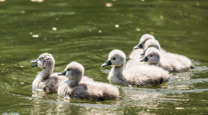 Sei cigni Mute Swan che nuotano insieme in uno stagno a Prospect Park, New York City.