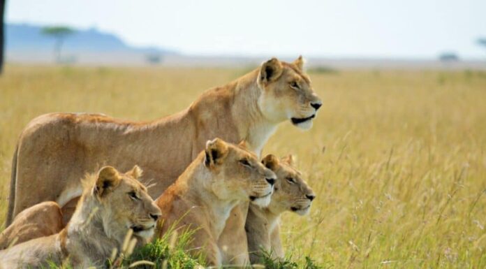 orgoglio dei leoni