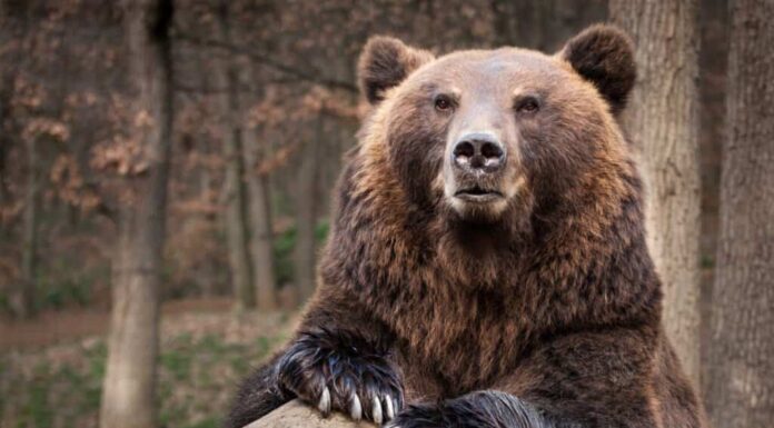 Orso bruno della Kamchatka