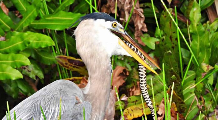 Airone blu maggiore (Ardea herodias) - con una biscia d'acqua fasciata della Florida (Nerodia fasciata pictiventris), una sottospecie della biscia d'acqua fasciata (Nerodia fasciata) in bocca - non velenosa.