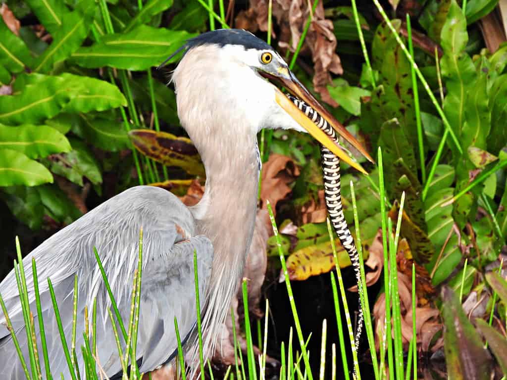 Airone blu maggiore (Ardea herodias) - con una biscia d'acqua fasciata della Florida (Nerodia fasciata pictiventris), una sottospecie della biscia d'acqua fasciata (Nerodia fasciata) in bocca - non velenosa.