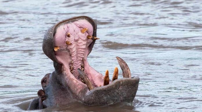 Un ippopotamo territoriale fa un enorme sbadiglio come avvertimento agli altri maschi di tenersi lontani dal suo territorio.  Faranno questo gesto di minaccia anche verso gli esseri umani sulla riva del fiume.