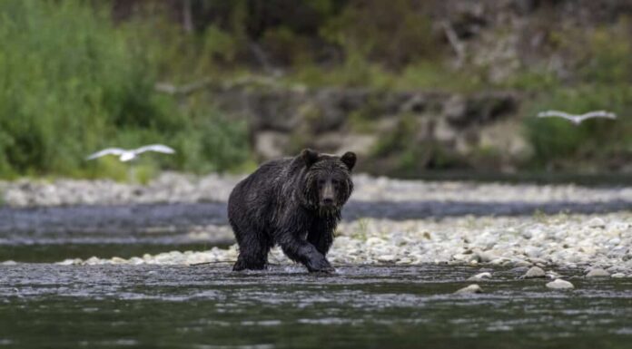Orso grizzly che cammina in un fiume a Bella Coola British Columbia Canada