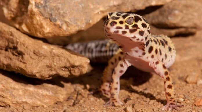 geco-leopardo-in-piedi-vicino-alle-rocce