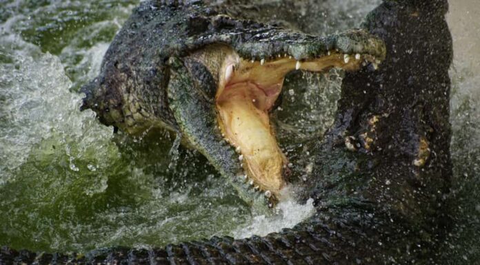 Guarda una nuotata a tarda notte che prende una svolta oscura quando un coccodrillo arrabbiato invade la piscina di una famiglia
