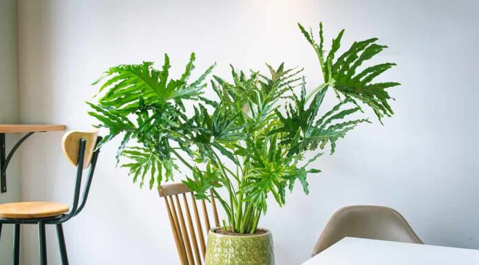 Philodendron bipinnatifidum (filodendro a foglie divise, filodendro a pizzo, selloum, testa di cavallo