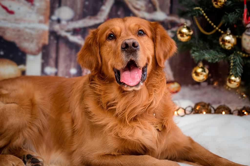 cane golden retriever sullo sfondo di Capodanno con i giocattoli dell'albero di Natale